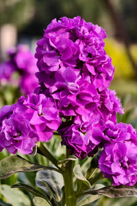 Violet Matthiola Incana Plant Seeds: Premium Quality Flower Seeds for Vibrant Gardens and Effortless Planting