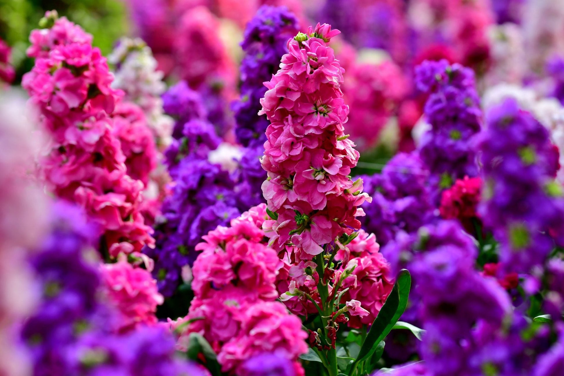 Ornamental Purple Hoary Stock flowering plant