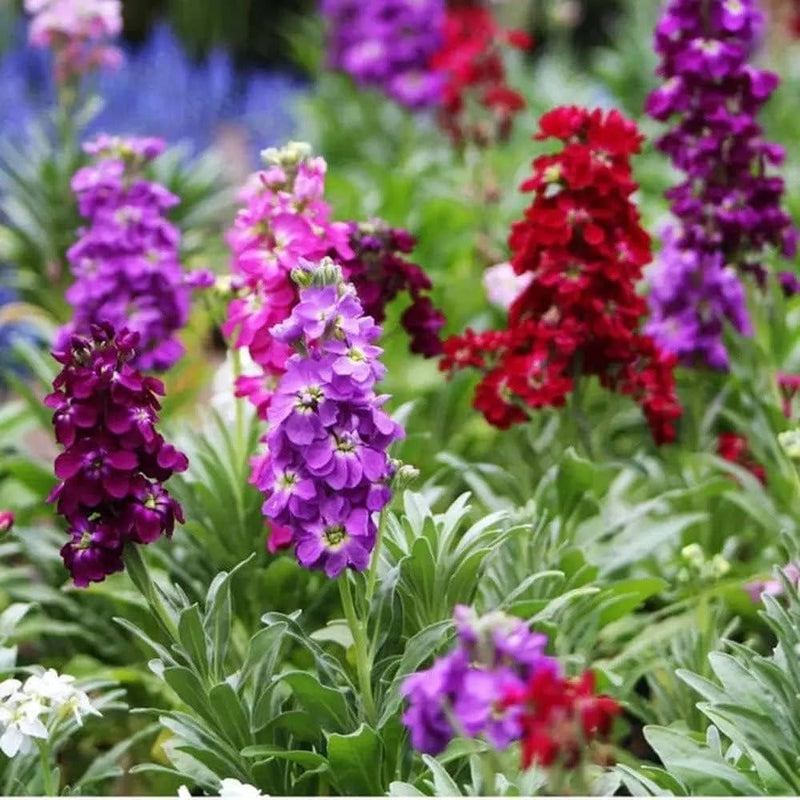 Purple Hoary Stock flower seeds for planting