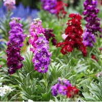 Purple Hoary Stock flower seeds for planting