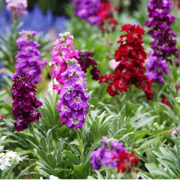 Purple Hoary Stock flower seeds for planting