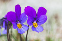 Blue Jump Up Flower seeds for Planting - Cottage Garden Essential, Heirloom & GMO Free Seeds for Home Garden