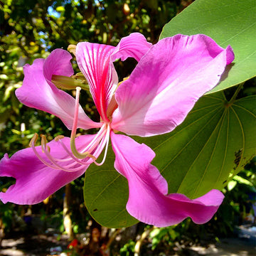 Pink Vietnam Milk Flower seeds for Planting Premium Quality Heirloom & GMO Free Seeds for Home Garden 
 
 Sale