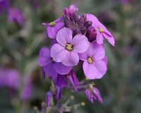 Non-GMO Linifolium seeds