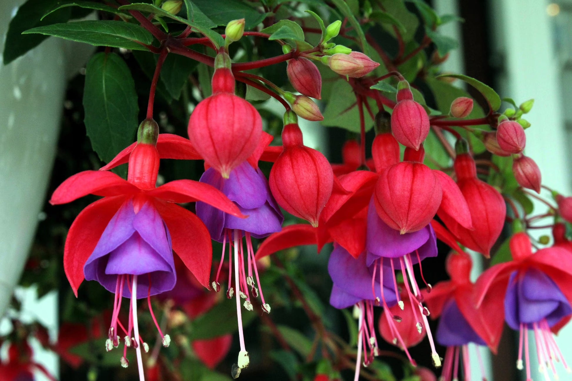 Fuchsia plant with cascading purple-red blooms in hanging basket