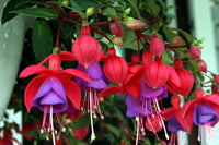 Fuchsia plant with cascading purple-red blooms in hanging basket