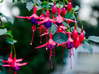 High germination Purple Red Fuchsia seeds