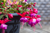 Ornamental Fuchsia plant with vibrant two-tone flowers