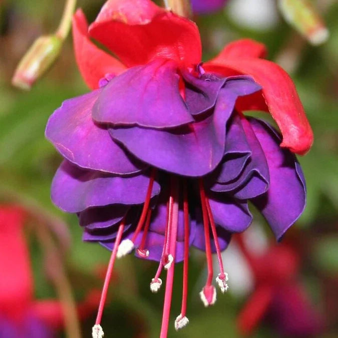 Purple Red Fuchsia flower seeds for planting