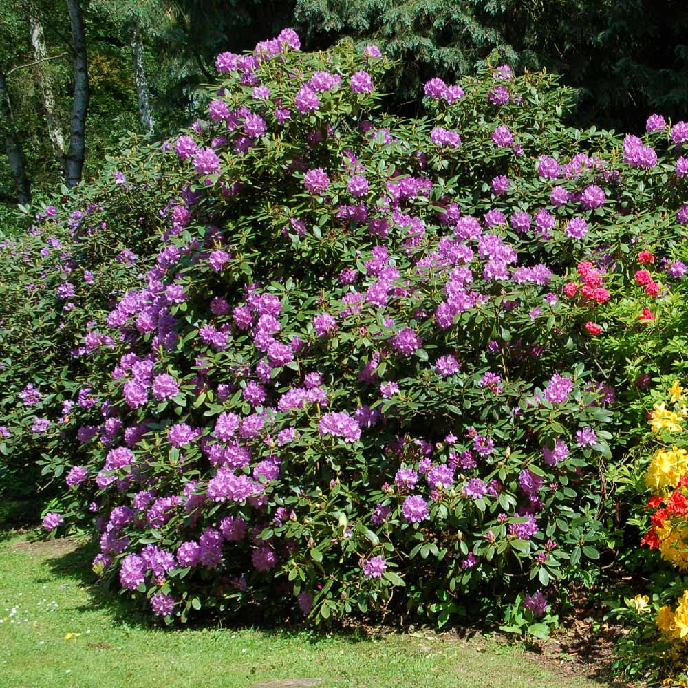 Ornamental Rhododendron shrub with purple blooms