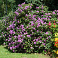 Ornamental Rhododendron shrub with purple blooms