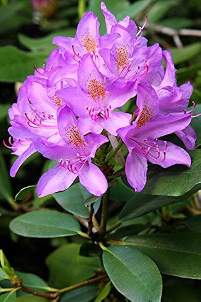 Purple Rhododendron seeds for planting
