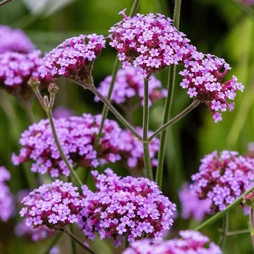 Ornamental Purple Verbena flowering plant