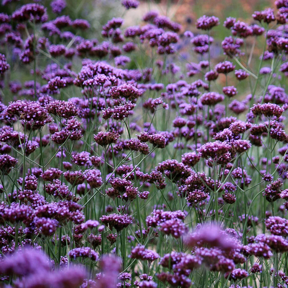 Butterflies visiting Purple Verbena blooms