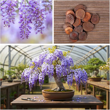 Purple Wisteria bonsai seeds for planting