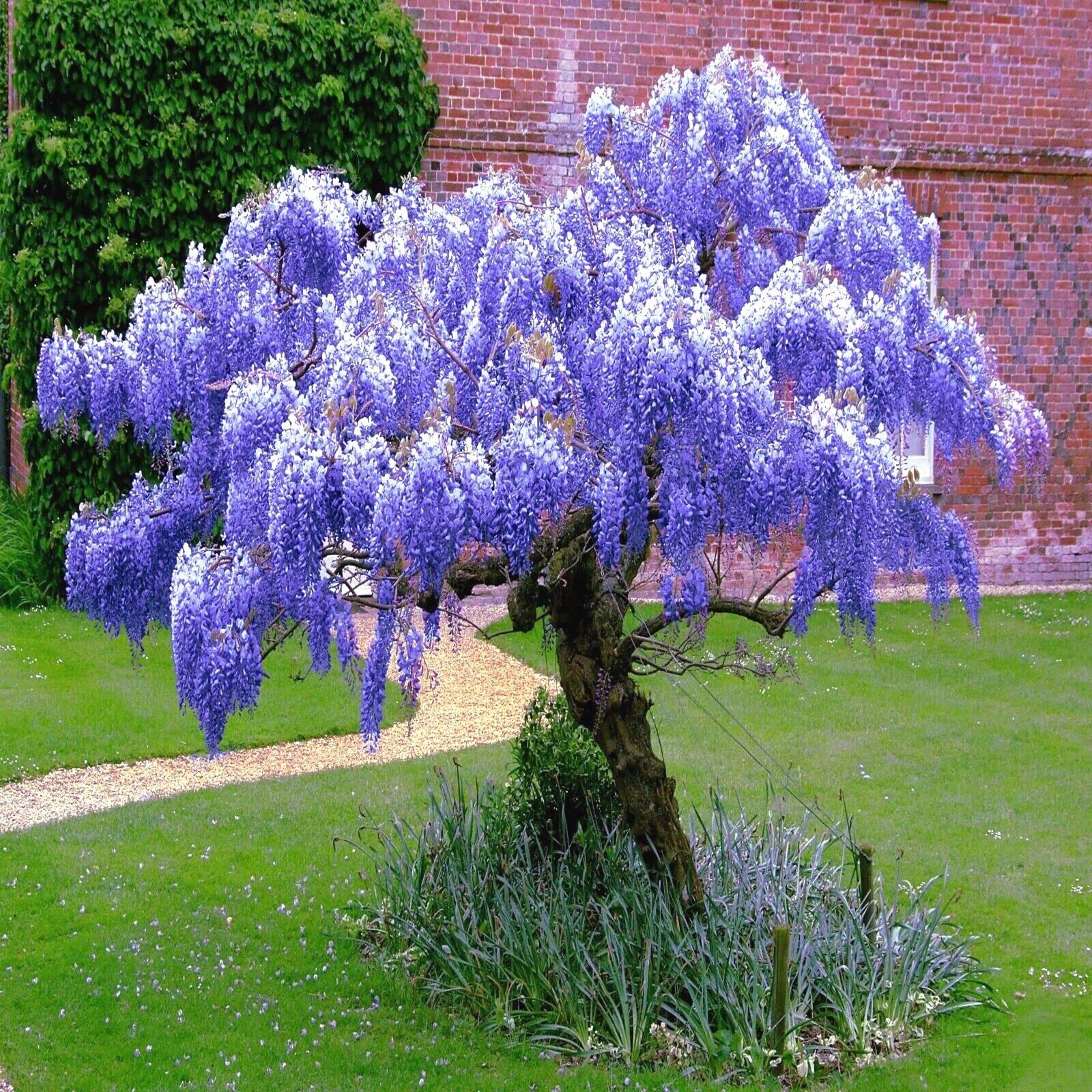 High germination Purple Wisteria seeds