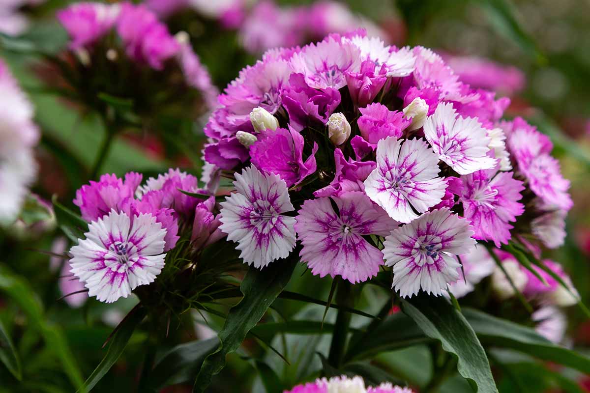 Mixed Wee Willie Dianthus Flower seeds for Planting - Colorful Display, Heirloom & GMO Free Seeds for Home Garden