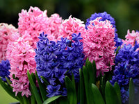 Hyacinthus Flower Seeds - Planting Seeds for Colorful Blooms
