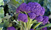 Purple Broccoli Seeds for Planting - Vibrant, Nutritious Vegetable