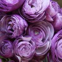 Violet Ranunculus Flower seeds for Planting Drought Tolerant Heirloom & GMO Free Seeds for Home Garden