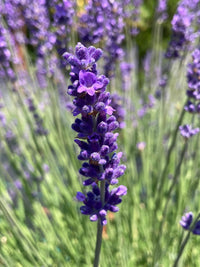 Provence Lavender Planting Seeds - Grow Elegant Perennial Flowers