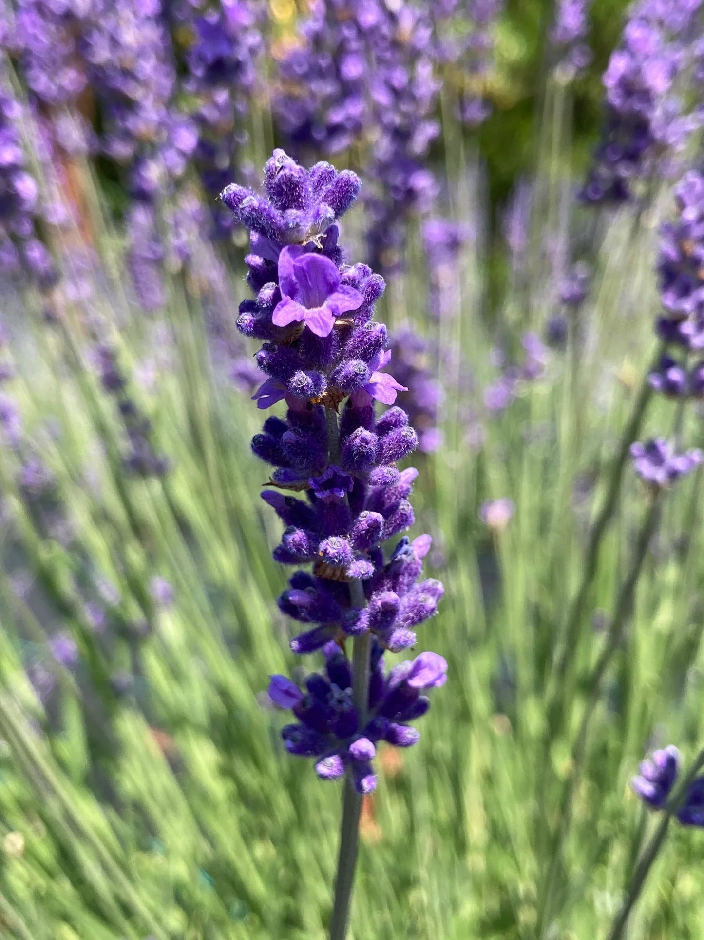 Lavandula Flower seeds for Planting Long Bloom Season Heirloom & GMO Free Seeds for Home Garden