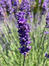 Lavandula Flower seeds for Planting Long Bloom Season Heirloom & GMO Free Seeds for Home Garden