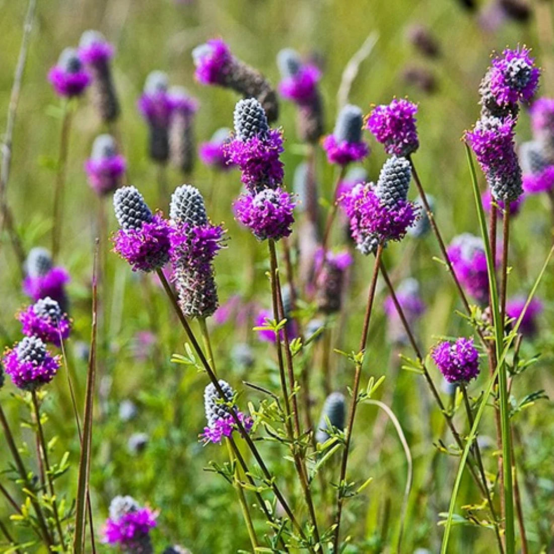 Prairie Flower seeds for Planting Garden Favorite Heirloom & GMO Free Seeds for Home Garden