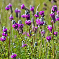 Prairie Flower seeds for Planting Garden Favorite Heirloom & GMO Free Seeds for Home Garden