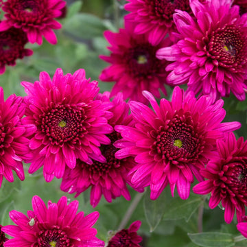 Heirloom Pink Argyranthemum Flower seeds for Planting - Hardy Variety, Heirloom & GMO Free Seeds for Home Garden