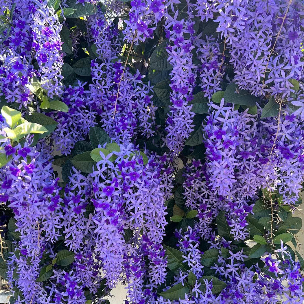 Purple Sandpaper Vine PETREA VOLUBILIS Flower seeds for Planting - Cottage Garden Essential, Heirloom & GMO Free Seeds for Home Garden