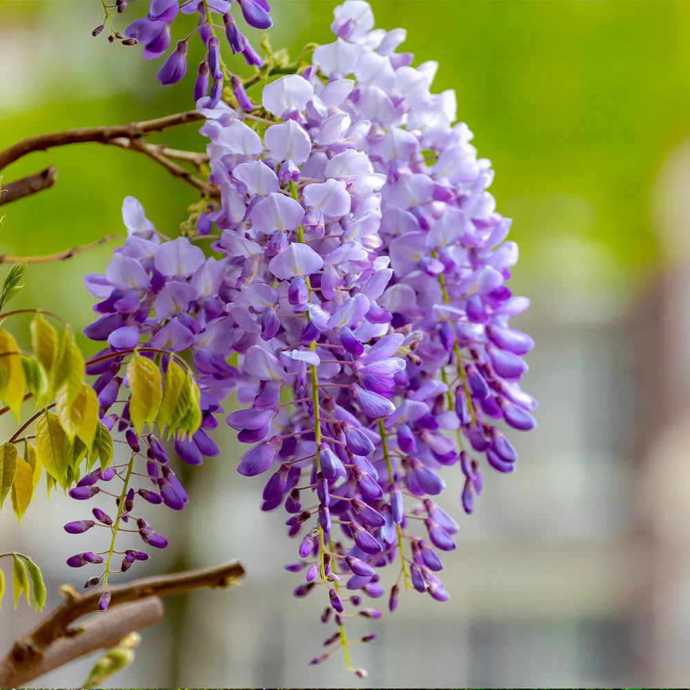 Wisteria Vine Flower seeds for Planting - Hardy Variety, Heirloom & GMO Free Seeds for Home Garden