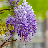 Wisteria Vine Flower seeds for Planting - Hardy Variety, Heirloom & GMO Free Seeds for Home Garden