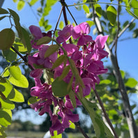 Pink Locust Tree Seeds for Easy Planting
