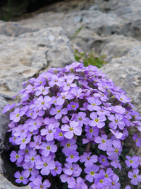 Aubrieta (Aubrieta Flower) seeds for planting in home garden