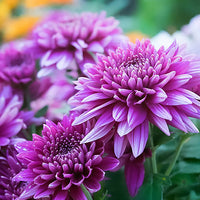 Violet Chrysanthemum Flower seeds for Planting - Seasonal Bloomer, Heirloom & GMO Free Seeds for Home Garden