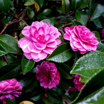 White Purple Camellia Flower seeds for Planting - Fragrant Blossoms, Heirloom & GMO Free Seeds for Home Garden
 
 Sale