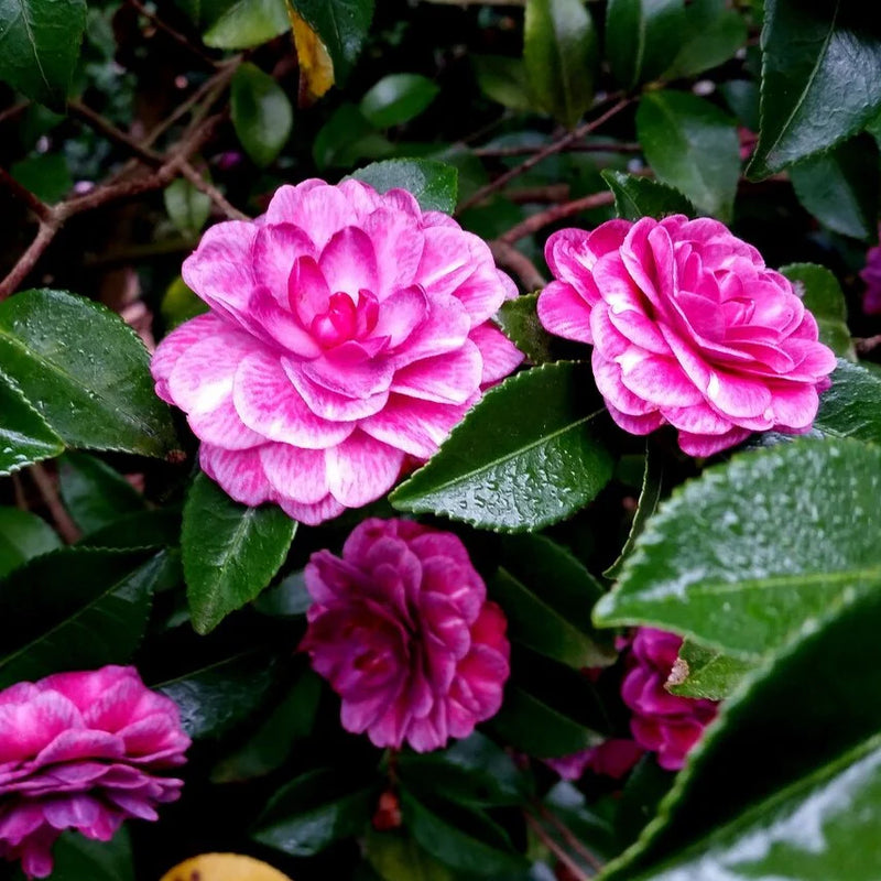 White Purple Camellia Flower seeds for Planting - Fragrant Blossoms, Heirloom & GMO Free Seeds for Home Garden
 
 Sale