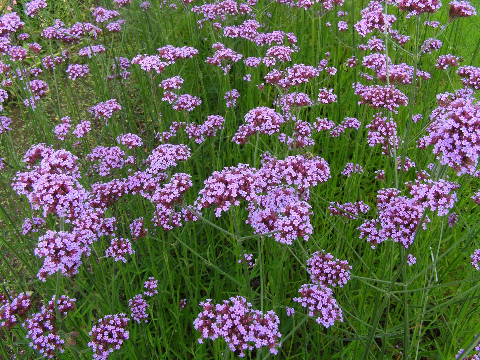 Verbena Flower seeds for Planting Hardy Variety Heirloom & GMO Free Seeds for Home Garden