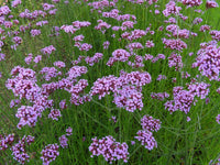 Verbena Flower seeds for Planting Hardy Variety Heirloom & GMO Free Seeds for Home Garden