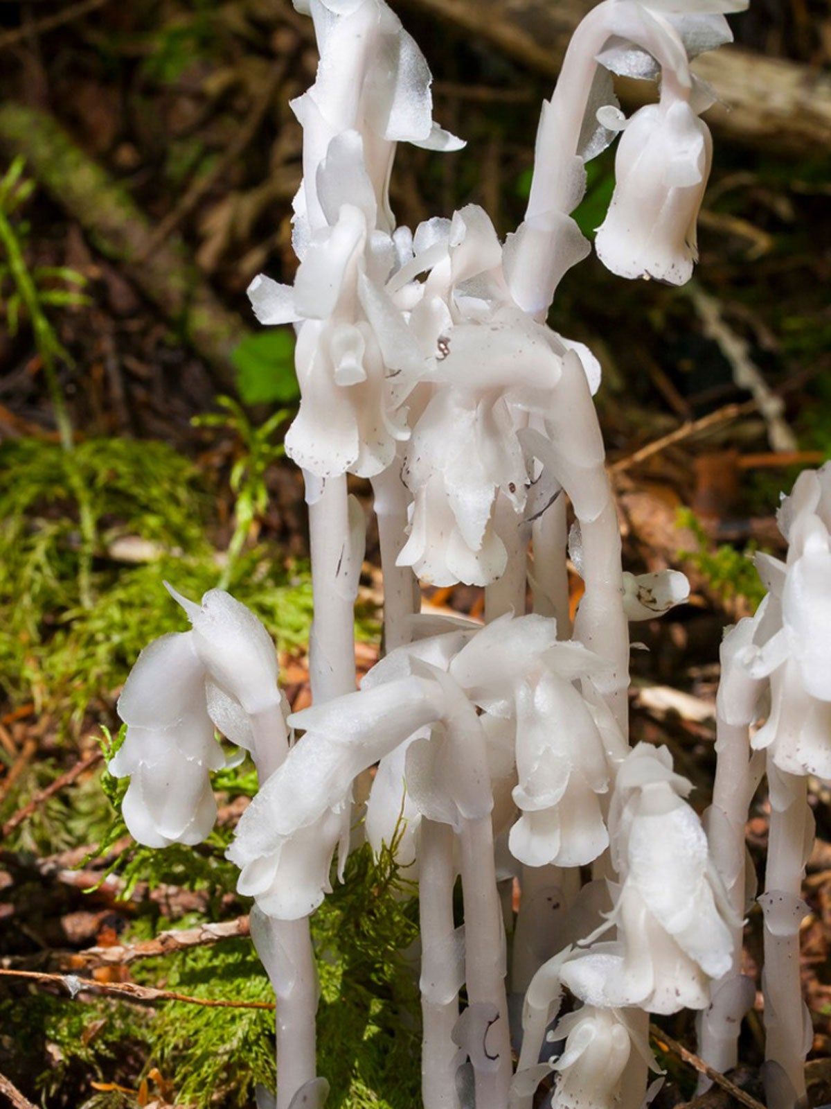White Monotropa Uniflora Flower Seeds for Planting  Seed for Unique and Rare Blooms