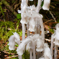 White Pipe Flower seeds for Planting - Perfect for Borders, Heirloom & GMO Free Seeds for Home Garden