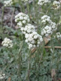 Pussytoes Flower seeds for Planting, Low Maintenance Heirloom & GMO Free Seeds for Home Garden   Sale