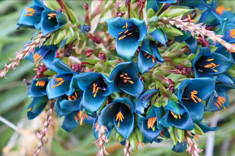 Blue Puya Alpestris Flower seeds for Planting - Low Maintenance, Heirloom & GMO Free Seeds for Home Garden