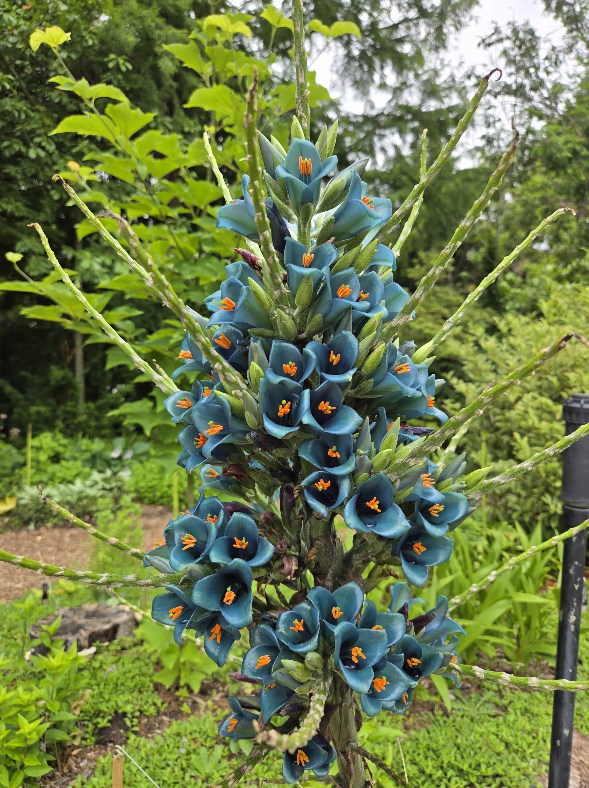 Puya Flower seeds for Planting Compact Growth Heirloom & GMO Free Seeds for Home Garden