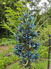 Puya Flower seeds for Planting Compact Growth Heirloom & GMO Free Seeds for Home Garden