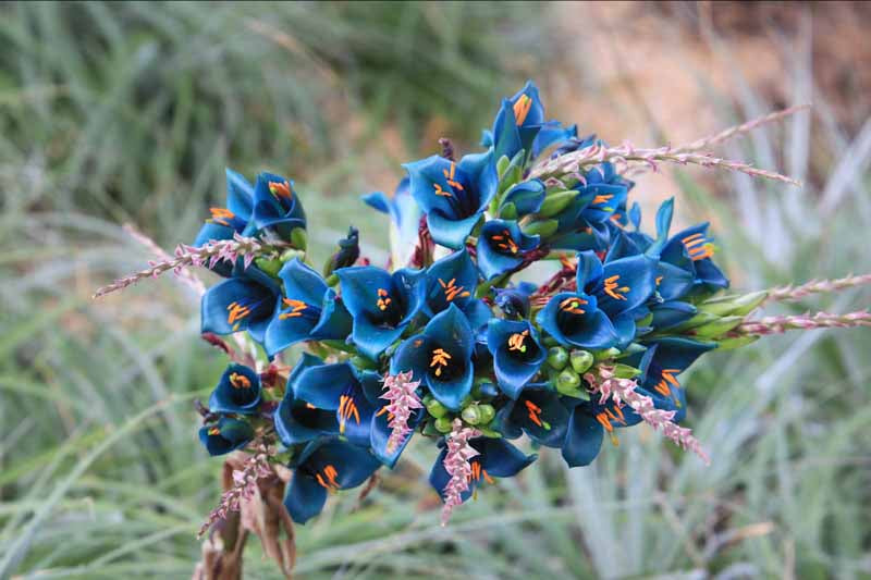 Blue Sapphire Tower Flower seeds for Planting Garden Favorite Heirloom & GMO Free Seeds for Home Garden 
 
 Sale