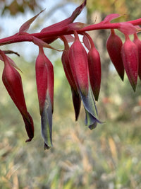 Pink Blue Puya Flower Seeds for Planting – Sun Loving Heirloom & NonGMO Seeds for Home Garden
 
 Sale