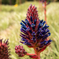 Purple Puya Venusta Flower seeds for Planting - Shade Tolerant, Heirloom & GMO Free Seeds for Home Garden