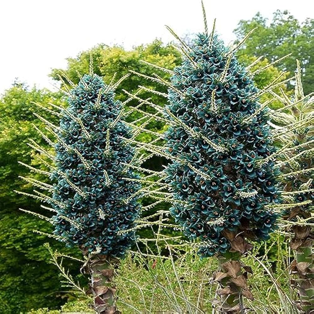 Ornamental Puya Alpestris seeds for landscapes